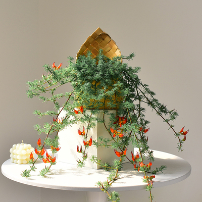 创意植物鹦鹉嘴吊兰盆栽绿色垂吊花卉室内阳台绿植装饰网红送礼