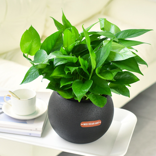 大绿萝室内空气清新水培盆栽办公桌绿植盆栽大厅绿化懒人好养耐阴