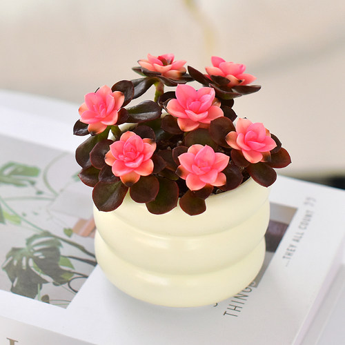 巧克力玫瑰多肉植物小盆栽室内桌面阳台花卉绿植新手好养水培喜阳