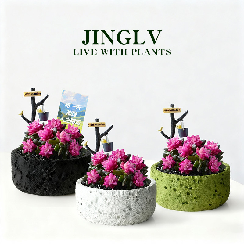 镜绿阳台新手好养吹雪之松多肉