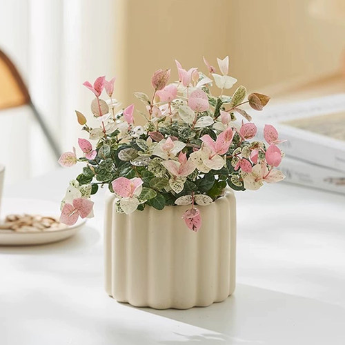 花叶络石办公室四季好养