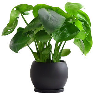 仙洞龟背竹ins风室内绿植盆栽桌面净化空气陶瓷四季网红北欧简约