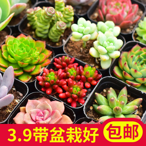 多品种彩色新手好养多肉植物