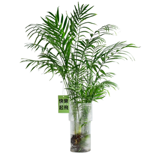 镜绿 袖珍椰子水培绿植鲜活夏威夷海风简约居家装饰花卉盆栽常绿