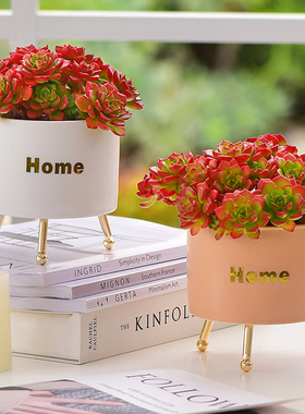 镜绿 烈焰蒂亚四季好养多肉植物老桩盆栽花卉红色叶片室内桌面花