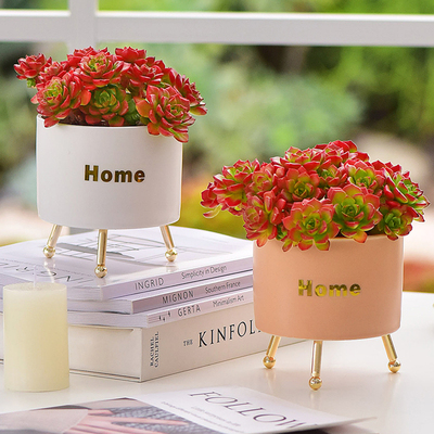 室内阳台四季好养烈焰蒂亚火红色