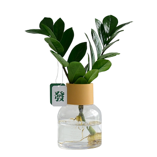 镜绿香薰花瓶水培绿植红掌如意室内桌面摆件情绪治愈轻奢风小盆栽