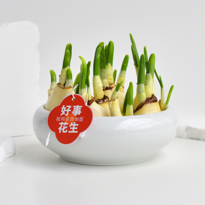 水仙花过年开花高颜值好养盆栽