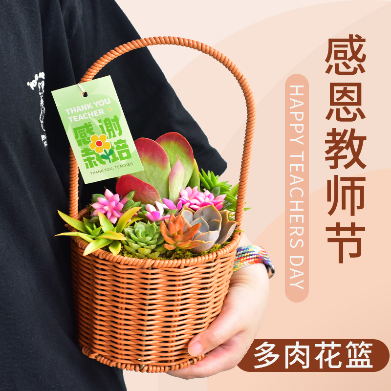 教师节花篮礼品多肉植物组合盆栽开学送老师室内桌面礼物新宠好养