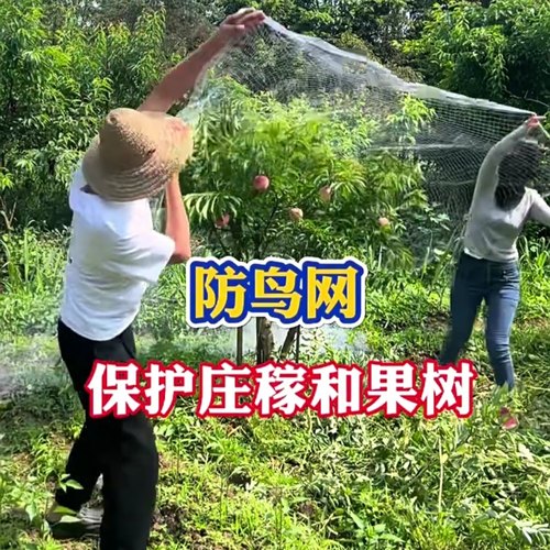 果园防鸟用的网养殖鱼塘虾蛙天网樱桃树葡萄大棚农用尼龙线拦鸟网
