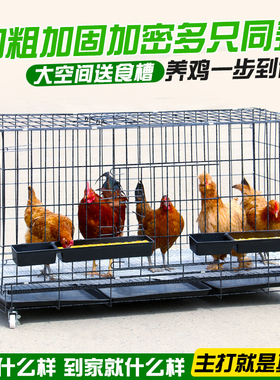鸡笼子养鸡笼大号养殖笼折叠兔笼子狗笼子加粗蛋鸡笼家用鸡窝鸡舍