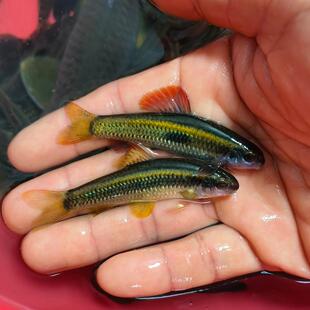 小泉观赏鱼冷水鱼不加温中下层网红一线鱼