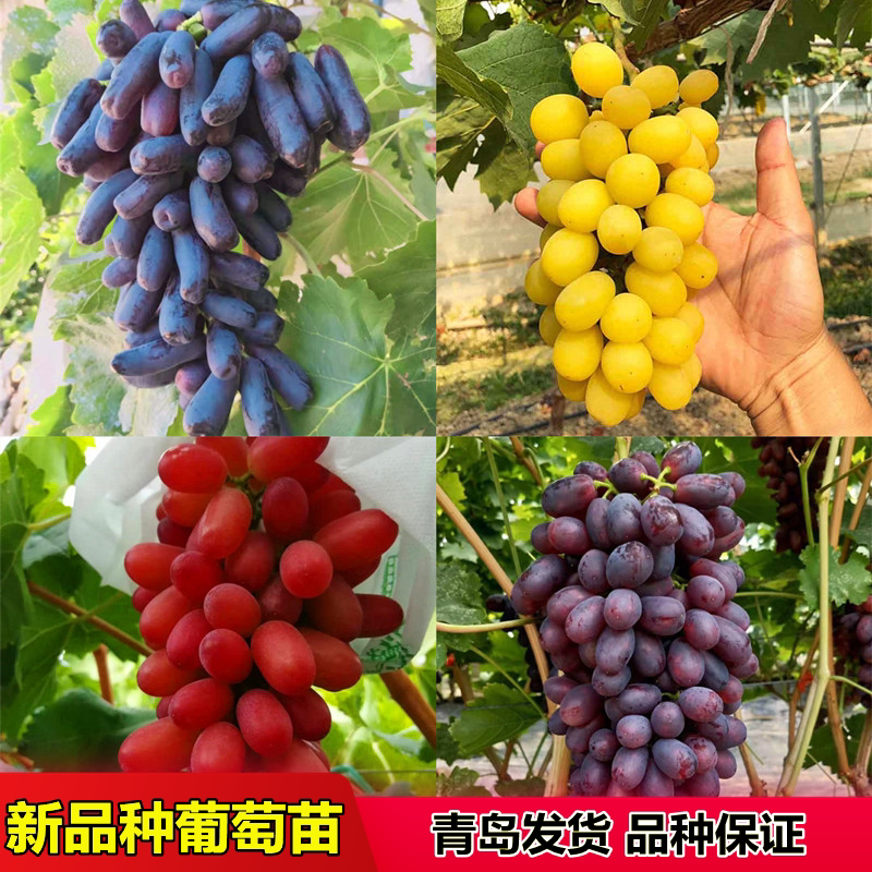 新品种蓝宝石葡萄苗葡之梦深红无籽红夏音阳光十三富士之辉葡萄苗