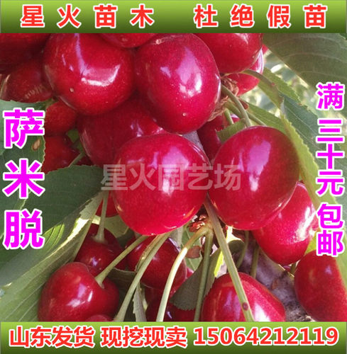 萨米脱大樱桃树苗当年结果盆栽地