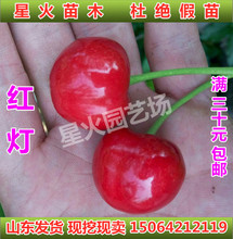 山东基地红灯大樱桃树苗车厘子苗南北方种植盆栽庭院阳台当年结果