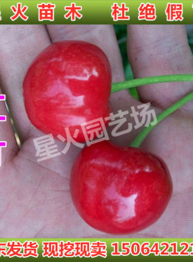红灯大樱桃树苗当年结果