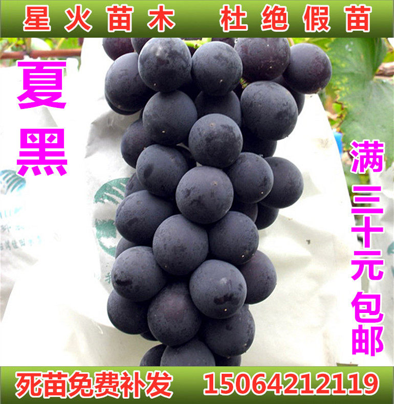 夏黑葡萄苗早熟葡萄苗新品种南方北方种植庭院地栽阳台盆栽果树苗