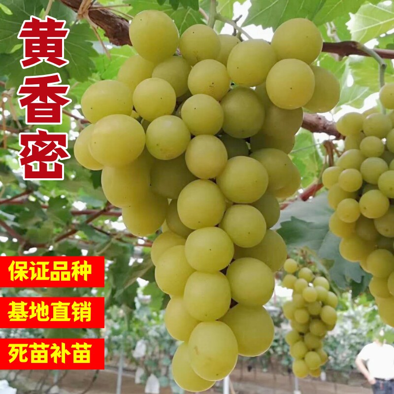 黄香蜜葡萄苗早熟甜度高南北方