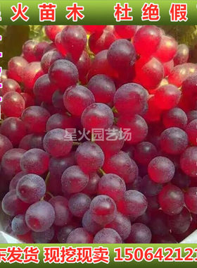 红宝石无核葡萄苗盆栽嫁接扦插