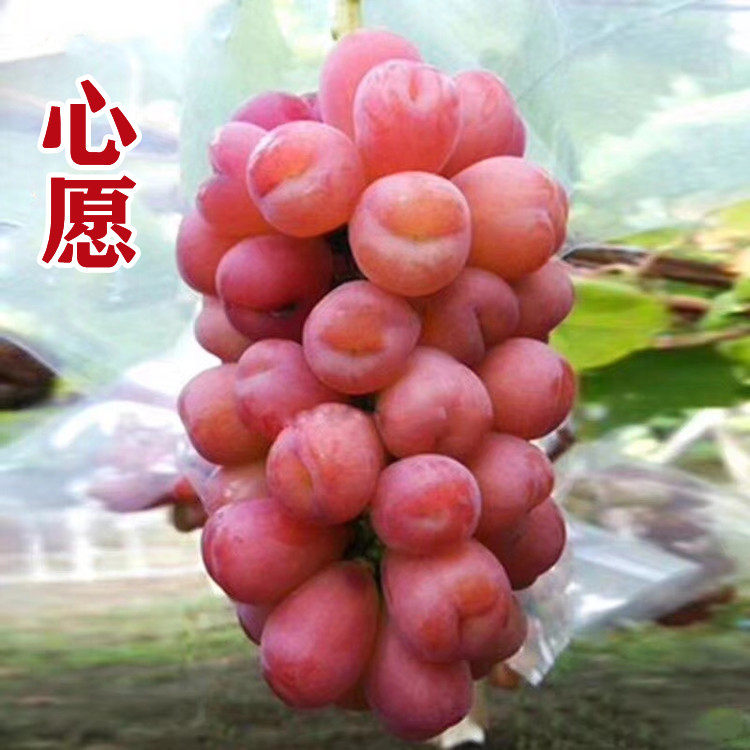 山东青岛心愿葡萄苗恋人心果树苗木南北方种植盆栽爬藤阳台庭院