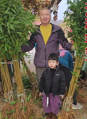 嫁接桃树苗深秋红蜜黄金蜜4号金秋晚蜜中华巨蟠南北方种植新品种