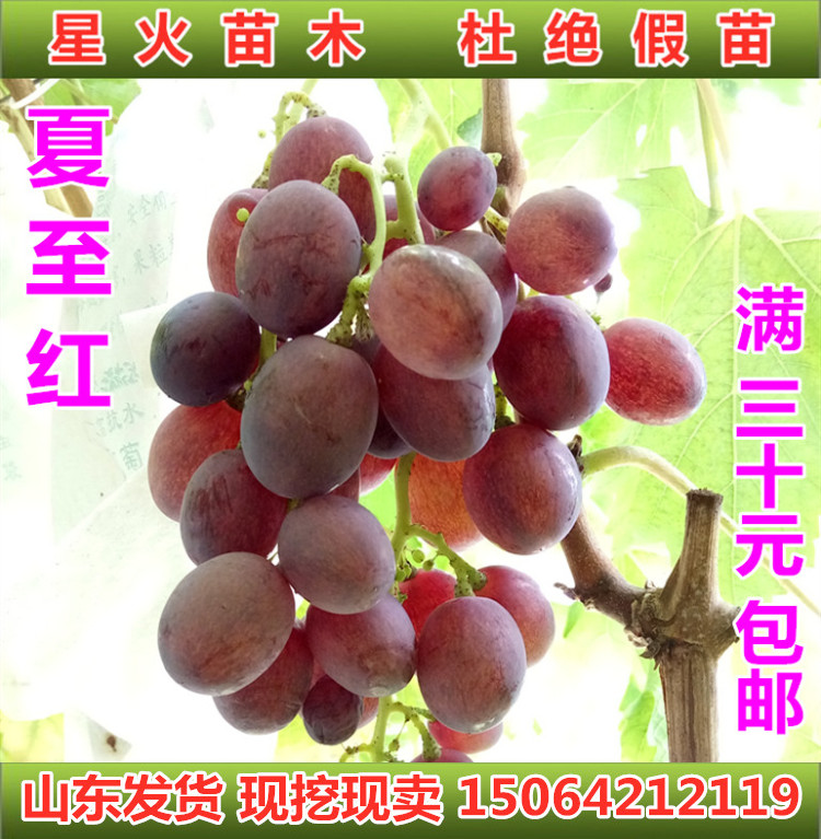 早熟南方盆栽庭院新品种葡萄树苗