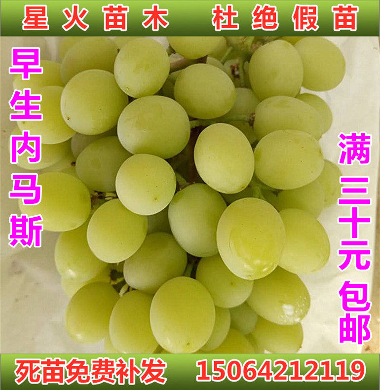 早生内玛斯葡萄苗早熟香甜葡萄苗盆栽地栽爬藤南北方种植新品种