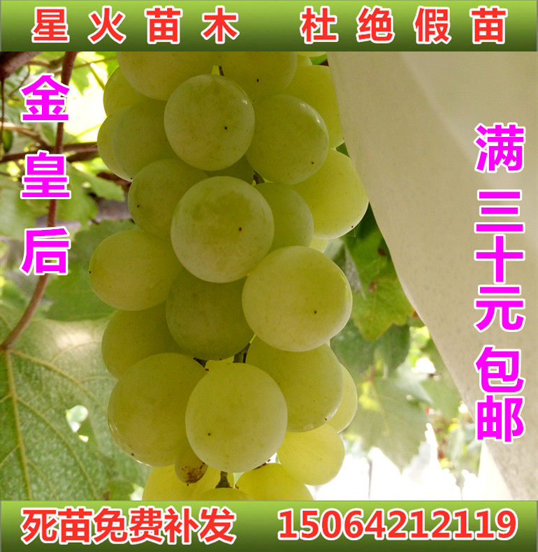 金皇后葡萄苗早熟新品种阳台庭院南北方种植盆栽地栽果树山东平度