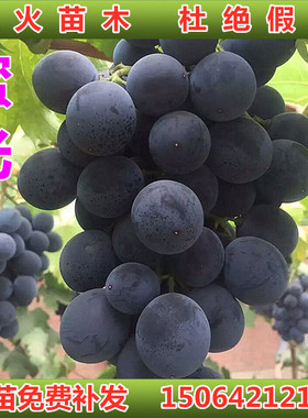 蜜光葡萄苗 早熟新品种盆栽地栽庭院阳台南北方种植 山东基地发货