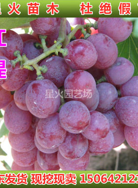 12元发5棵美国红提葡萄苗