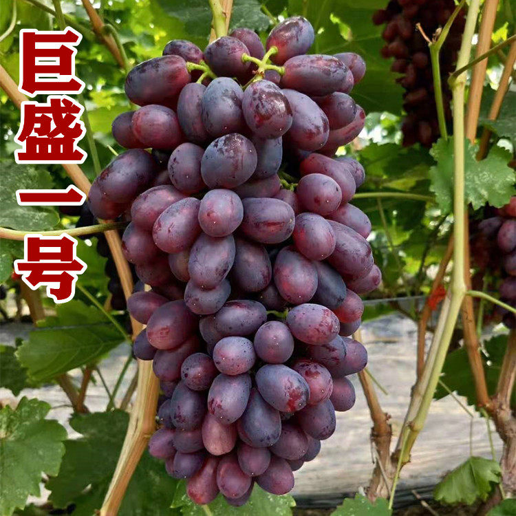 巨盛一号葡萄苗新品种无核果树果苗爬藤盆栽南方种植四季葡萄树苖