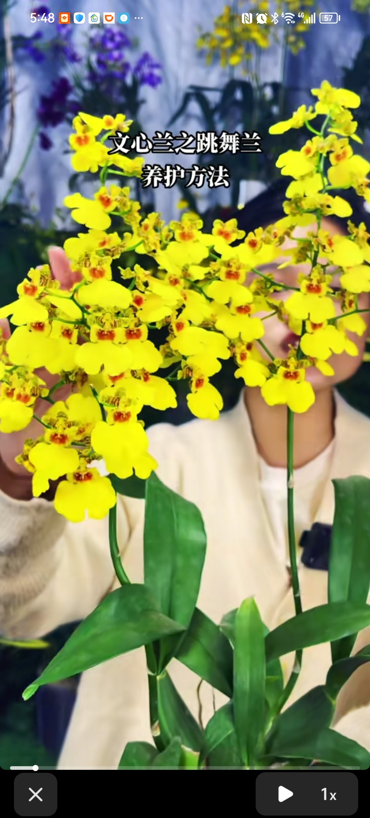 跳舞兰，超好养，花期长