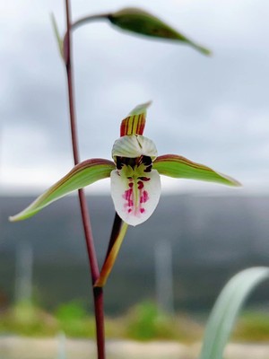 寒兰，真正的兰草