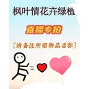 枫叶情花卉绿植——直播专拍链接