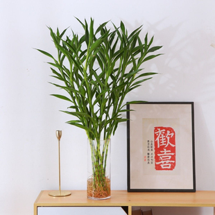 带根招财竹细叶富贵竹好养四季常青卧室客厅净化空气水培植物