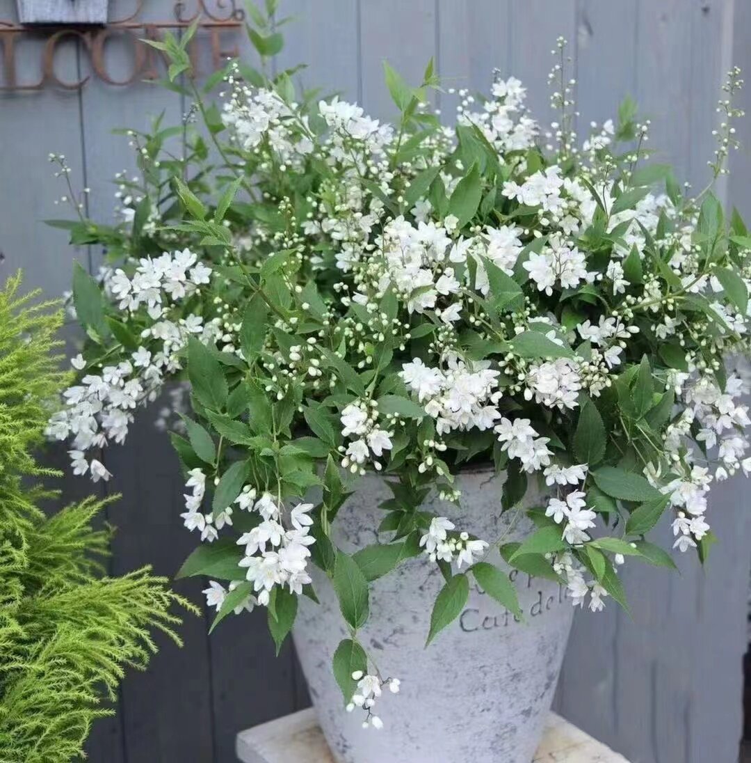 白花冰生溲疏花苗盆栽花园多年生植物夏樱花耐阴地被灌木 邦永亚细选淘客网