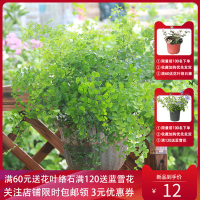 铁线蕨狼蕨富贵蕨绿植盆栽室内桌面观叶蕨类植物净化空气 虎窝淘