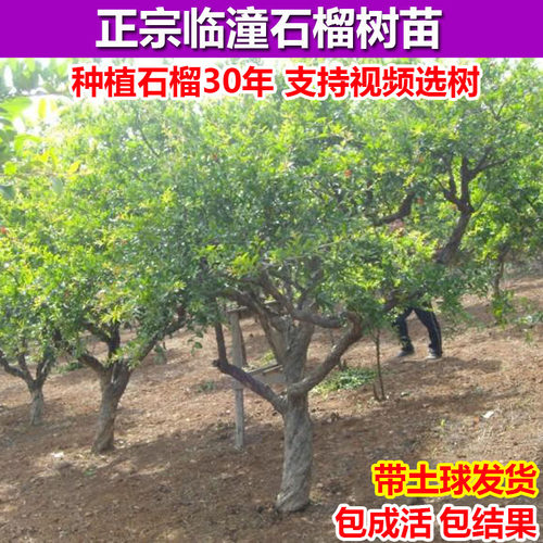 树苗津菲果园现挖当年结果庭院