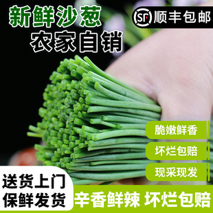 【顺丰上门】甘肃民勤特产新鲜沙葱现采现发净重5斤保鲜发货