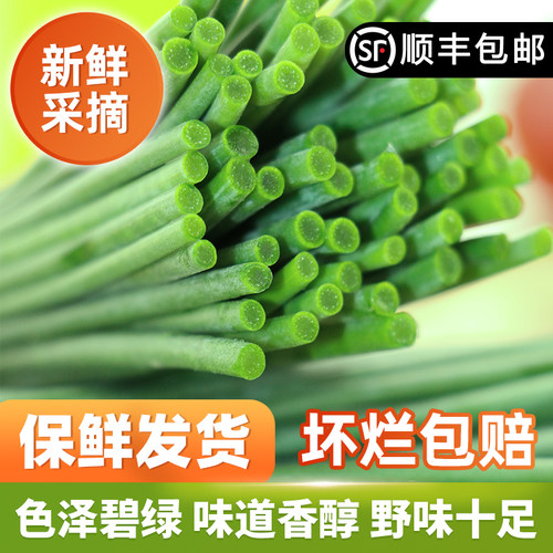 【顺丰上门】甘肃民勤特产新鲜沙葱现采现发净重5斤保鲜发货