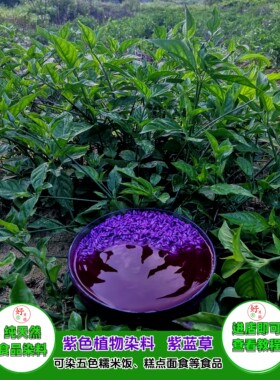 紫蓝草紫色植物染料红蓝草红兰叶广西三月三五色糯米饭七彩染饭草