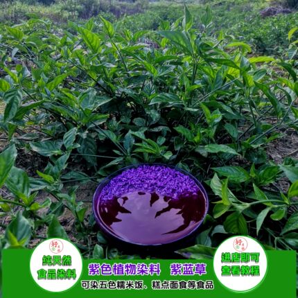 紫蓝草紫色植物染料红蓝草红兰叶广西三月三五色糯米饭七彩染饭草