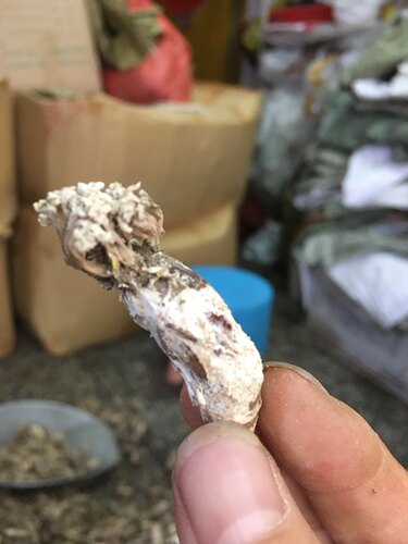 2026年新货金蝉花 大别山野生金蝉花 精品新货100克包邮