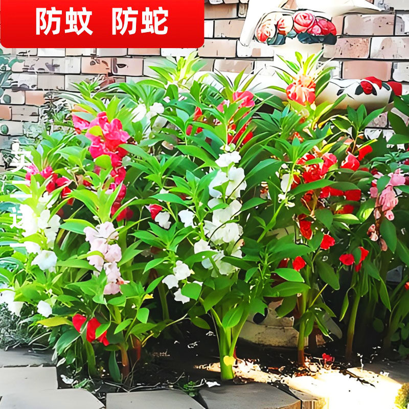 春秋凤仙花急性子易活易活