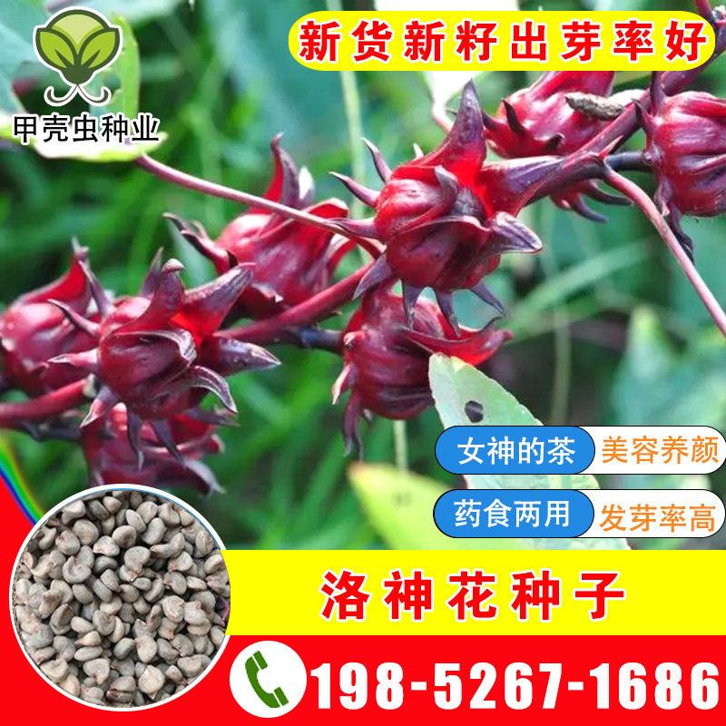 洛神花种子食用红桃k种子玫瑰茄阳台景观花卉药食两用洛神花种子