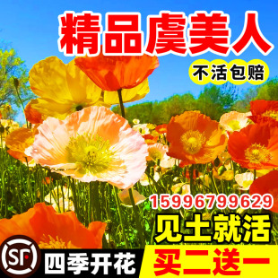 冰岛虞美人花籽南北方四季播种易活开花庭院景观绿化花卉盆栽种子