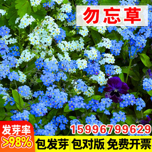 勿忘我花种宿根多年生高山勿忘草种子绿化盆栽四季易种花卉种籽孑