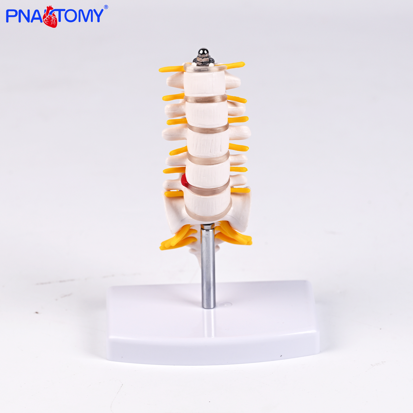 医用迷你五节腰椎模型完整骶骨结构解剖细节显教学展示标注用道具