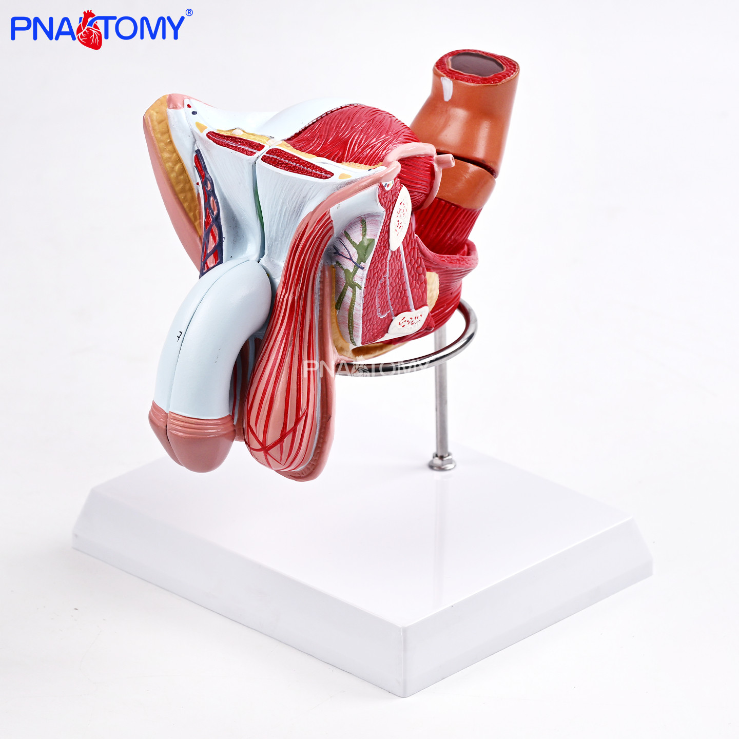 医人体男性内外生殖器带支架4部件系统解剖模型男科生殖健康科普,文具电教/文化用品/商务用品,教学标本/模型,淘宝优惠券,粉丝福利购,淘宝优惠卷