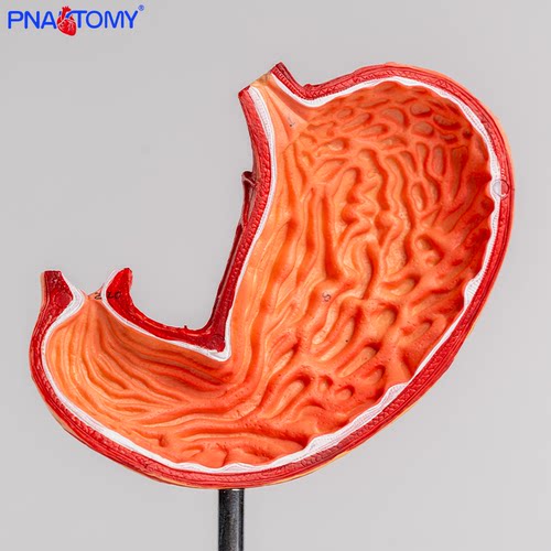 PNATOMY人体胃部结构模型